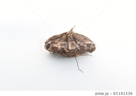 メキシコ亀甲竜(Dioscorea macrostachya) 側面 メキシコ亀甲竜(Dioscorea macrostachya) 側面 65191336