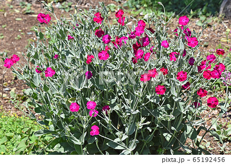 スイセンノウ 酔仙翁 の写真素材