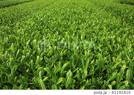 茶畑n 茶畑n 65192810