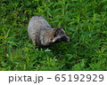 タヌキ 65192929