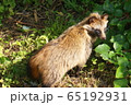 タヌキ 65192931