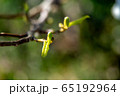 Branch with magnolia buds as background 65192964