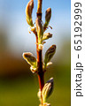 Branch with magnolia buds as background 65192999