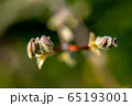 Branch with magnolia buds as background 65193001