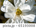 Blooming white magnolia flower as background 65193008
