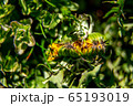 Background of dandelion bud on green grass 65193019