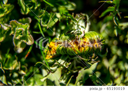 Background of dandelion bud on green grass Background of dandelion bud on green grass 65193019