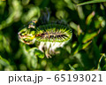 Background of dandelion bud on green grass 65193021