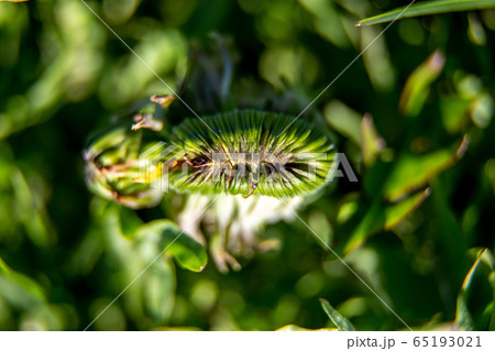 Background of dandelion bud on green grass Background of dandelion bud on green grass 65193021