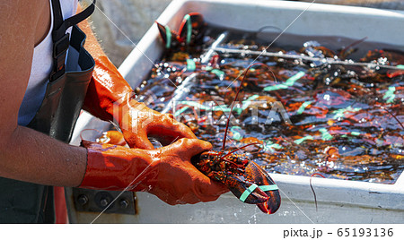 Fisherman holding a live Maine lobster as he sorts Fisherman holding a live Maine lobster as he sorts 65193136