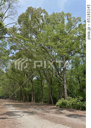 下鴨神社　糺ノ森 65193145
