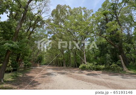 下鴨神社　糺ノ森 65193146