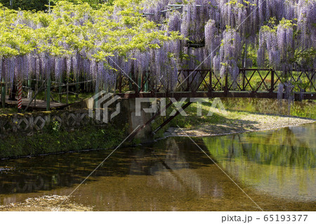 西寒多神社の藤 65193377