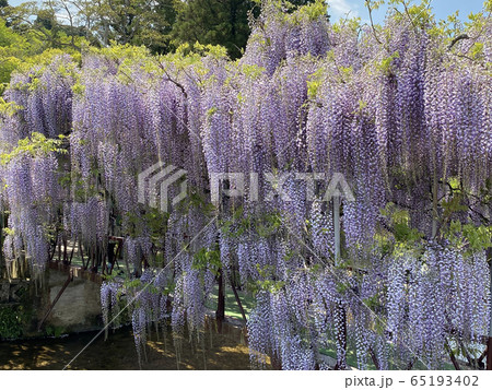西寒多神社の藤 西寒多神社の藤 65193402