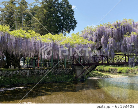 西寒多神社の藤 65193408