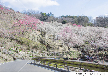 筑波山　梅林 65193767