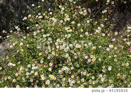 源平小菊 65193810