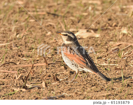 冬鳥　ツグミ 65193879