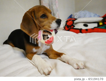 ビーグル 室内犬 中型犬 子犬 パピー 犬 ビーグル 室内犬 中型犬 子犬 パピー 犬 65194170
