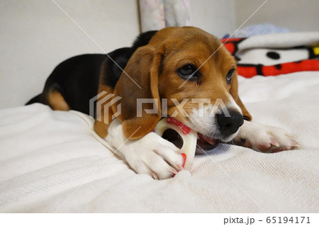 ビーグル 室内犬 中型犬 子犬 パピー 犬 ビーグル 室内犬 中型犬 子犬 パピー 犬 65194171