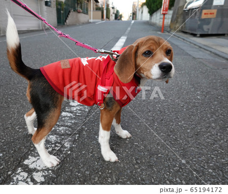 ビーグル 子犬 パピー 犬 お散歩 犬の散歩 ビーグル 子犬 パピー 犬 お散歩 犬の散歩 65194172