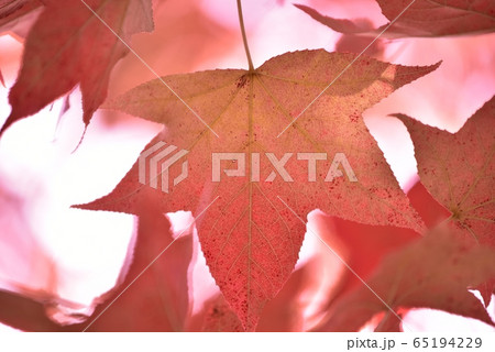 紅葉 カエデの葉 秋 紅葉 カエデの葉 秋 65194229