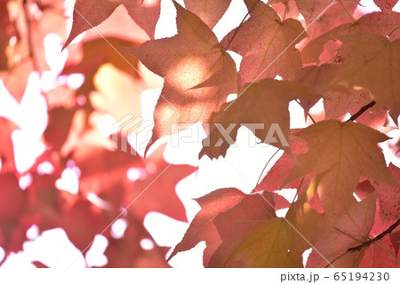 紅葉　カエデの葉　秋 65194230