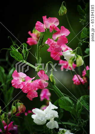 スイートピー スイートピー 65194385