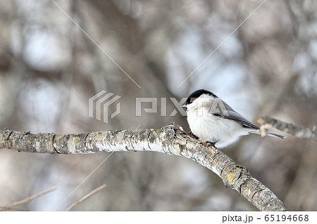 日本の野鳥　コガラ 65194668