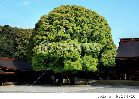 新緑が芽吹き始めた晩春の明治神宮 65194710