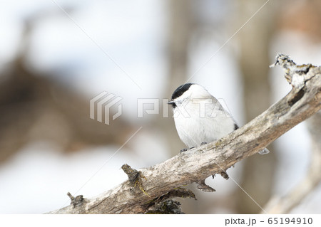 日本の野鳥　コガラ 65194910