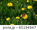 Butterfly on yellow dandelions in green meadow 65194947