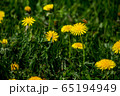 Bee on yellow dandelions in green meadow 65194949