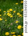Yellow dandelions on green meadow as background 65194950