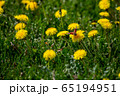 Butterfly on yellow dandelions in green meadow 65194951