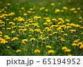 Yellow dandelions on green meadow as background 65194952