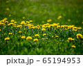 Yellow dandelions on green meadow as background 65194953