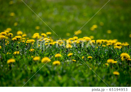 Yellow dandelions on green meadow as background Yellow dandelions on green meadow as background 65194953