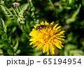 Bee on yellow dandelion with green background in 65194954