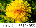 Background of yellow dandelion on green grass 65194955