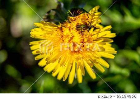 Background of yellow dandelion on green grass 65194956