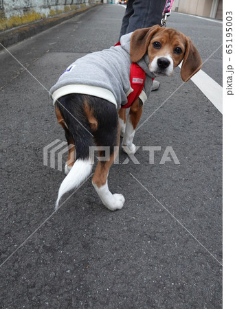 ビーグル　子犬　パピー　犬　お散歩　振り返る 65195003