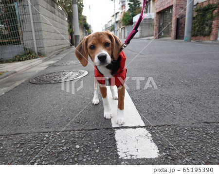 ビーグル　子犬　パピー　犬　お散歩　犬の散歩 65195390