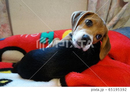 ビーグル　室内犬　中型犬　子犬　パピー　犬 65195392