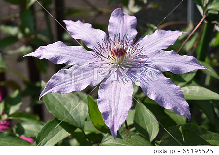 クレマチス クレマチス 65195525