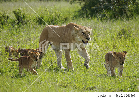 ライオンの子ども 65195964