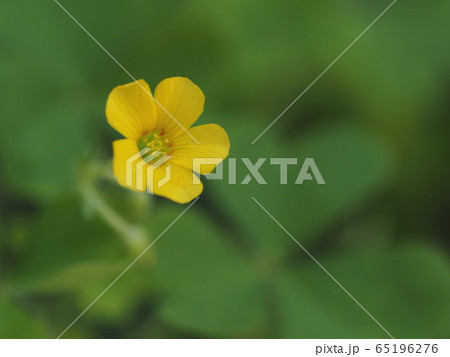 かわいいカタバミの花 65196276