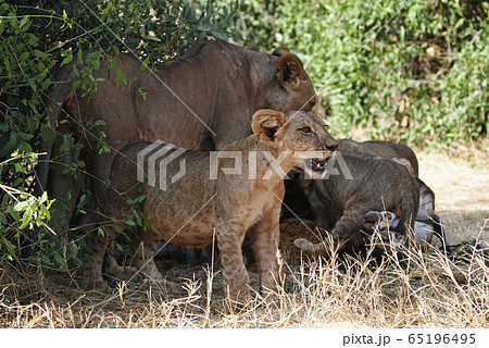 ライオン 65196495