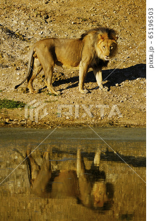 ライオン ライオン 65196503