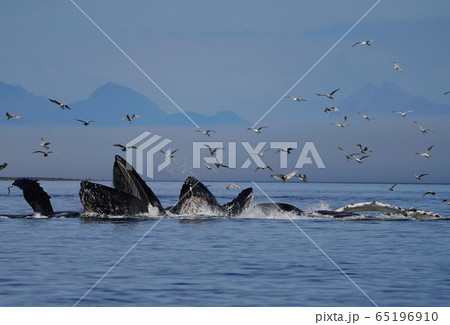 ザトウクジラ ザトウクジラ 65196910